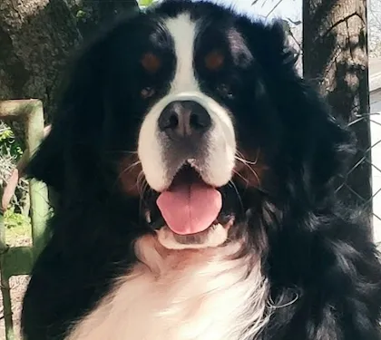 Grünschnabel-Berner Darwin